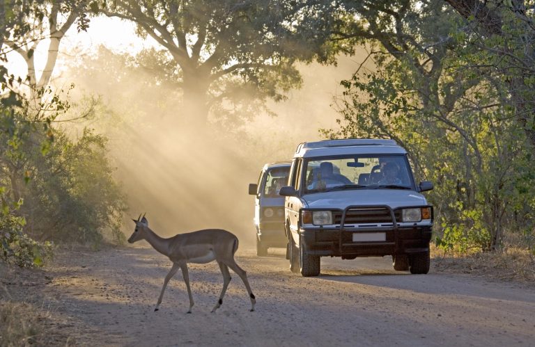 An Impala (Aepyceros melampus) ewe walks across the road with tourists viewing from their vehicle