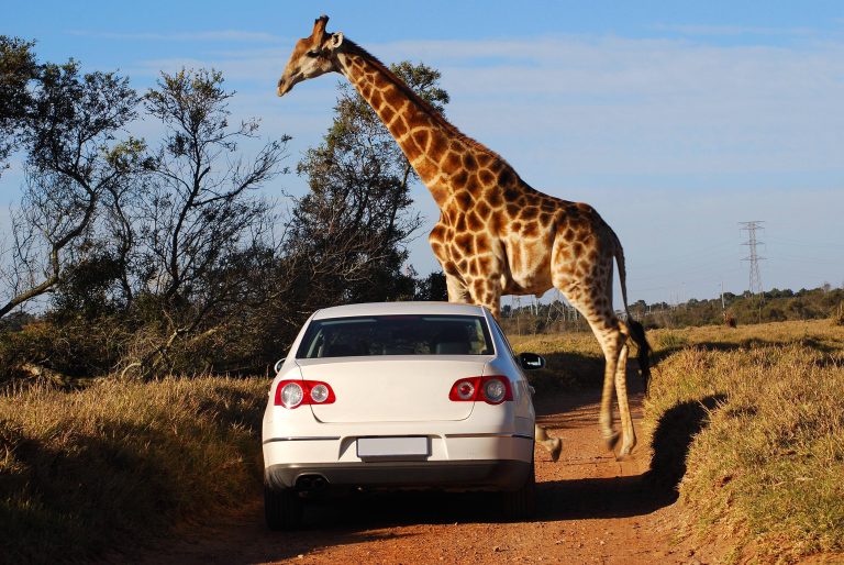 Zuid-Afrika_Algemeen_Autohuur_giraffe steekt weg over bij auto_Shutterstock