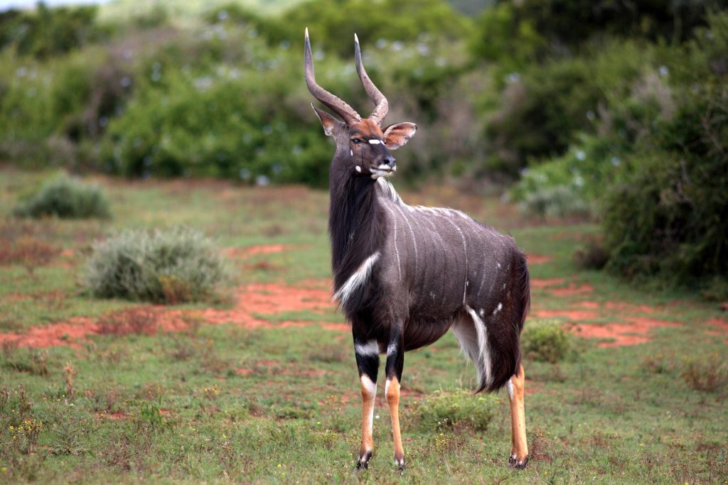 Big Five Krugerpark: vergeet ook het andere wild niet, hier zie je een nyala.