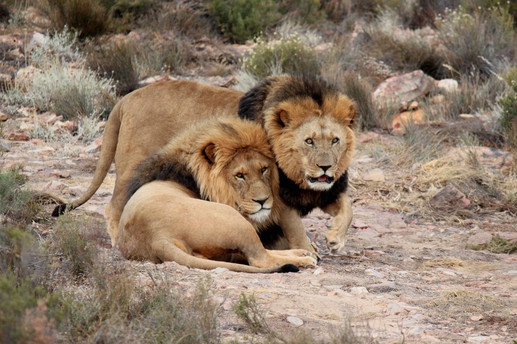 Big Five Krugerpark: grote kans dat je leeuwen spot.