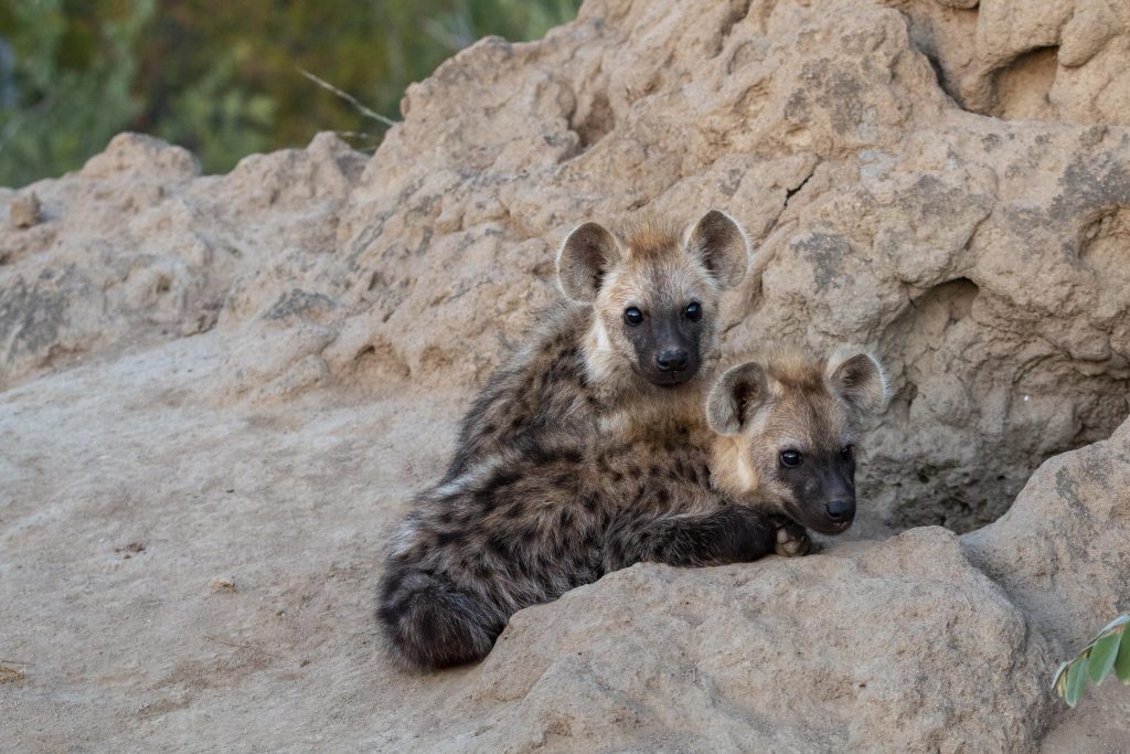 Krugerpark met kinderen: ook veel jonge dieren worden gespot. HIer zie je twee jonge hyena's in een hol.