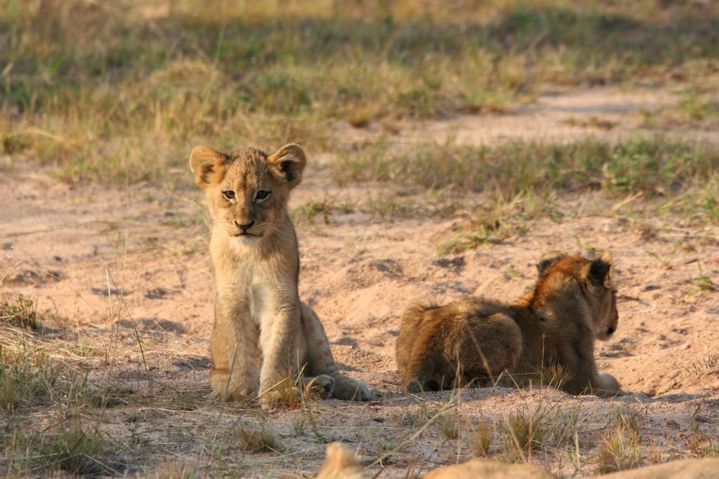 Krugerpark versus privéreservaat - safari vergelijking