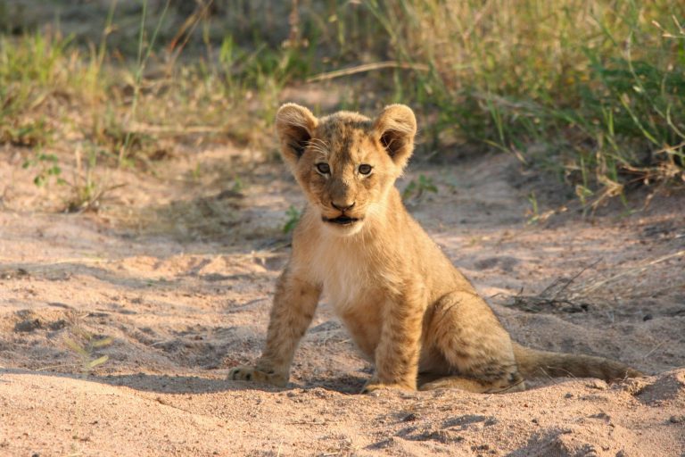 Zuid-Afrika_Mpumalanga_Krugerpark_leeuwenwelpje zit op kont_Joey