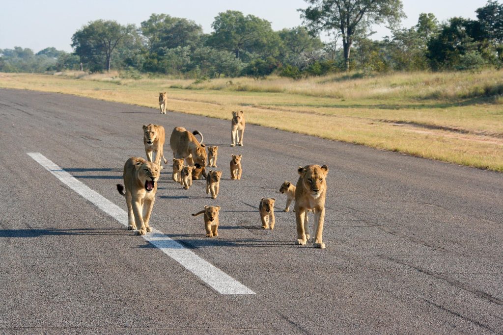 Krugerpark zelf rijden