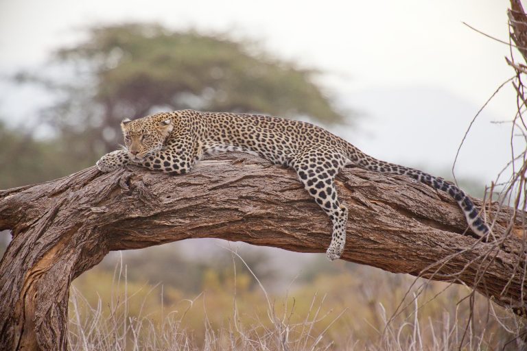 Luipaard ligt op een boomstam in Sabi Sand privéwildreservaat (Greater Kruger), een safarihoogtepunt vanwege de vele luipaarden.
