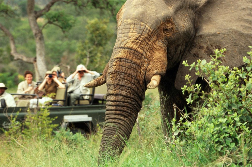 Beste reistijd Krugerpark: olifant in groen seizoen.