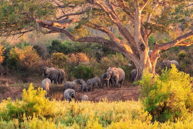 A,Herd,Of,Elephant,At,The,Kruger,National,Park,In