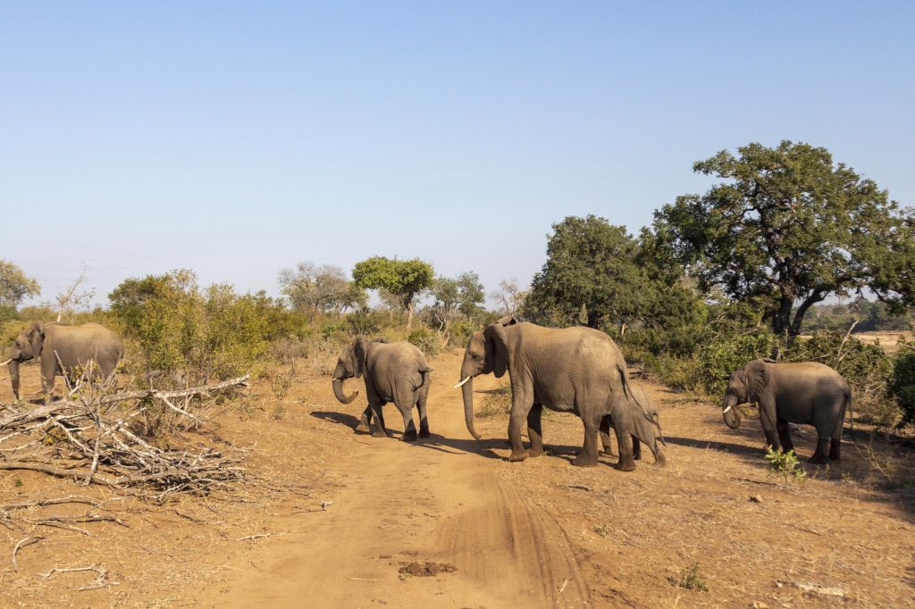 Krugerpark met kinderen: olifanten spotten in de droge natuur.