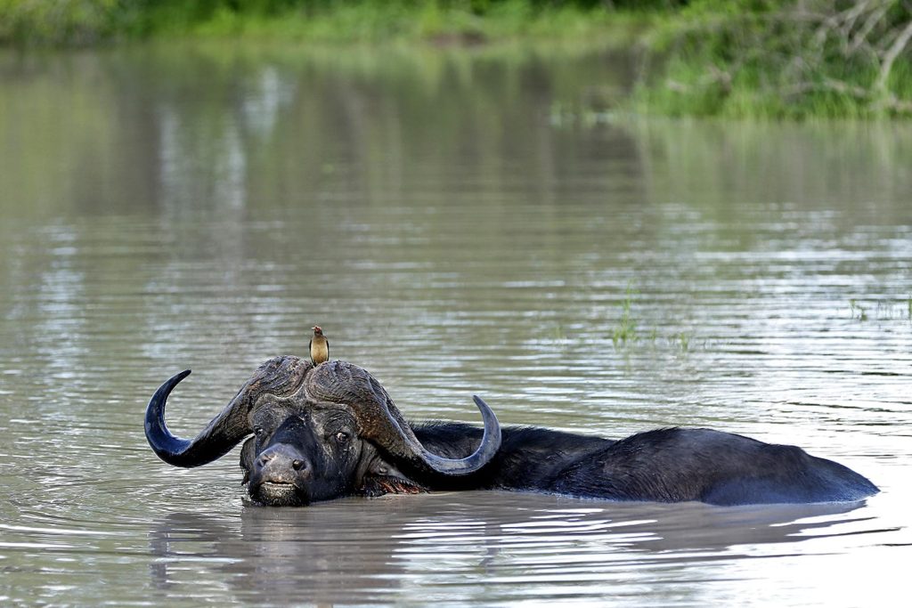 Krugerpark versus privéreservaat - safari vergelijking