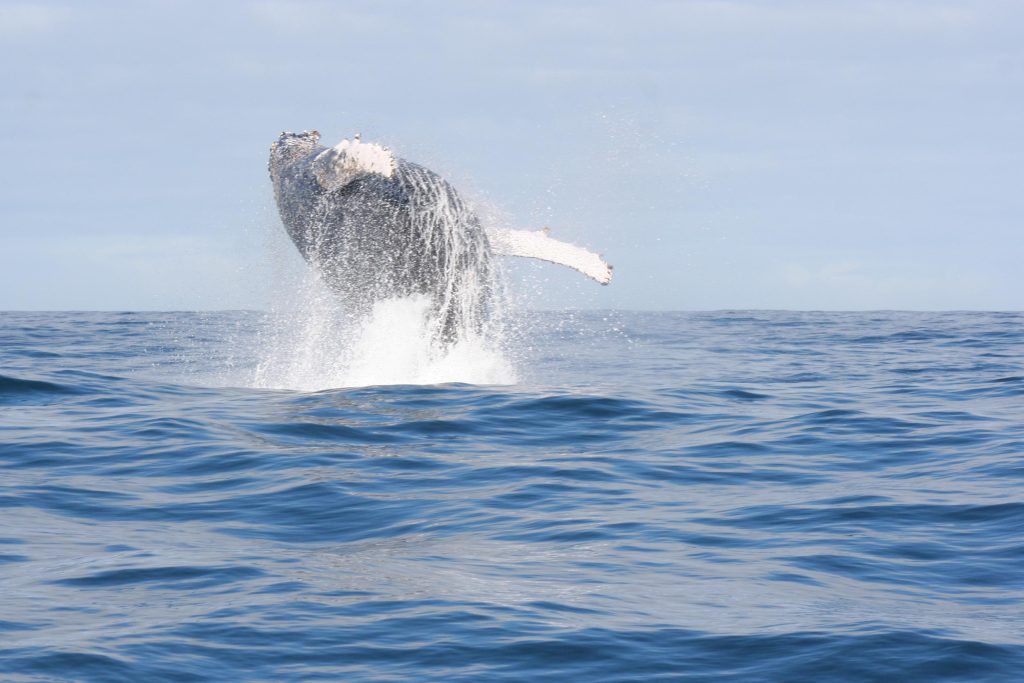 Een bultrugwalvis springt uit het water voor de kust van Hermanus in Zuid-Afrika.