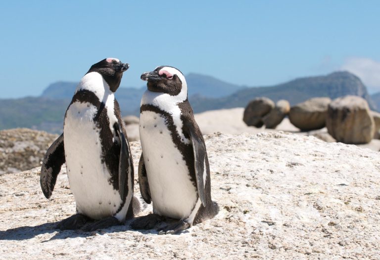 Boulders,Penguins,Cape,Town