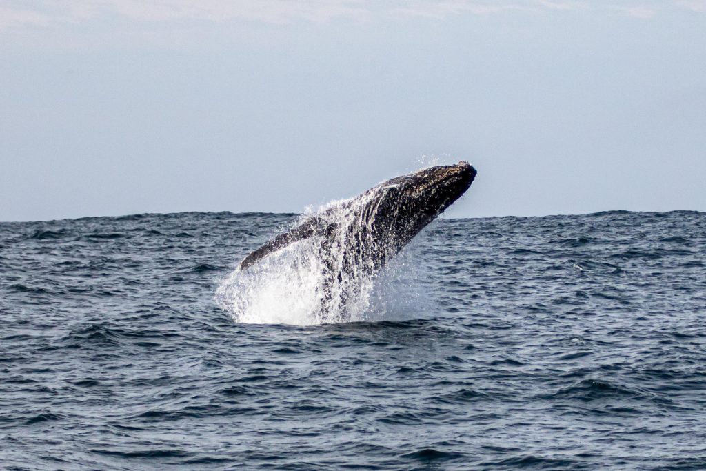 Southern Right walvissen springen uit het water voor de kust van Hermanus in Zuid-Afrika.