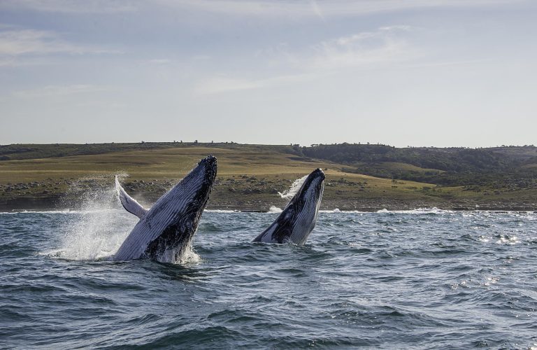 Twee Southern Right walvissen springen uit het water voor de kust van Hermanus in Zuid-Afrika.