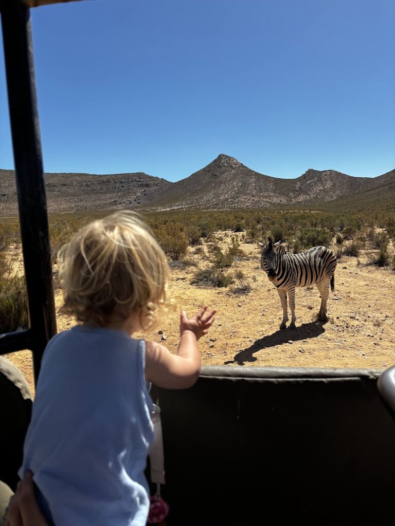 Kind spot wilde dieren tijdens een safari in het malariavrije Aquila Game Reserve in Zuid-Afrika.