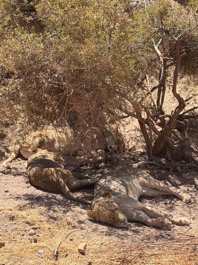 Leeuwen in Aquila Game Reserve, een malariavrij wildpark nabij Kaapstad in Zuid-Afrika.