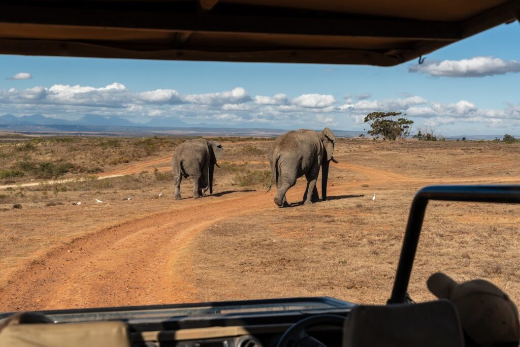 Olifanten gezien vanuit een open safari-jeep tijdens een safari in Zuid-Afrika.