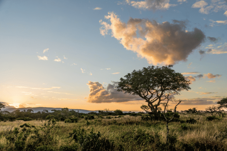 Beste reistijd Krugerpark: wanneer op safari voor de beste ervaring?