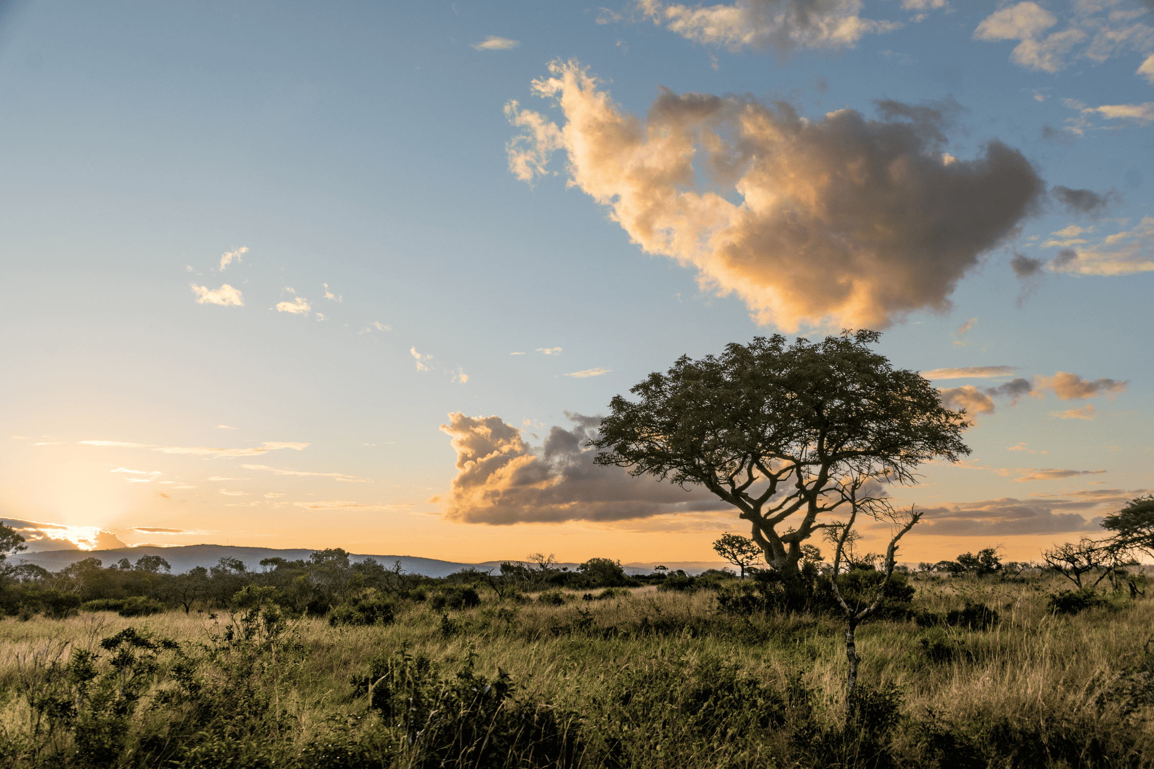 Beste reistijd Krugerpark: wanneer op safari voor de beste ervaring?