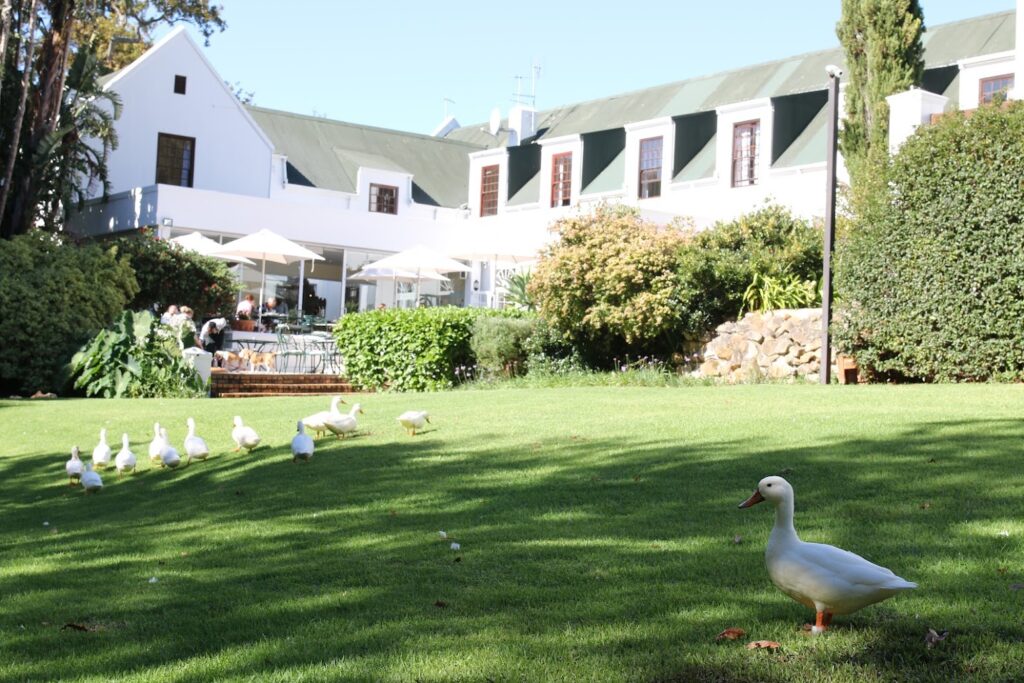 Ganzen wandelen door de tuinen van The Cellars-Hohenort Hotel in Constantia, Kaapstad.