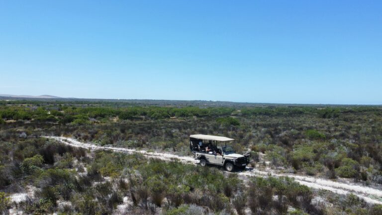 Safari bij Kaapstad met giraffen rondom jeep in West Coast Game Reserve