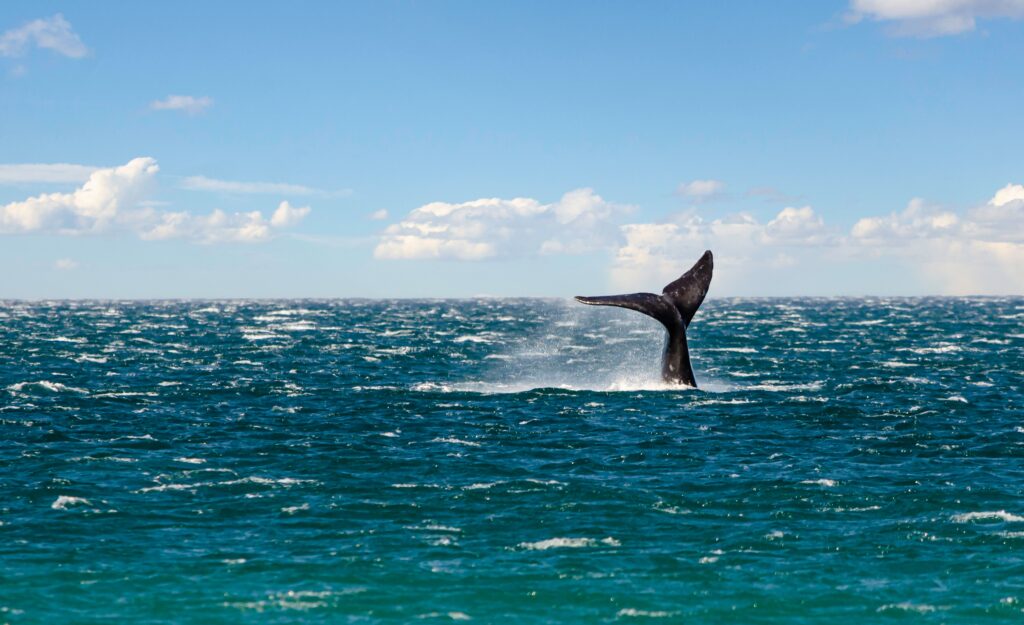 Een bultrugwalvis springt uit het water voor de kust van Zuid-Afrika.