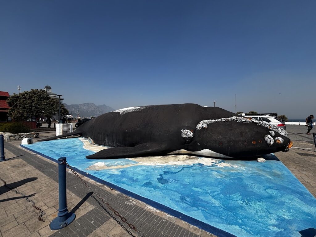 Het walvisbeeld in het centrum van Hermanus, een van de bekendste plekken voor whale watching in Zuid-Afrika.