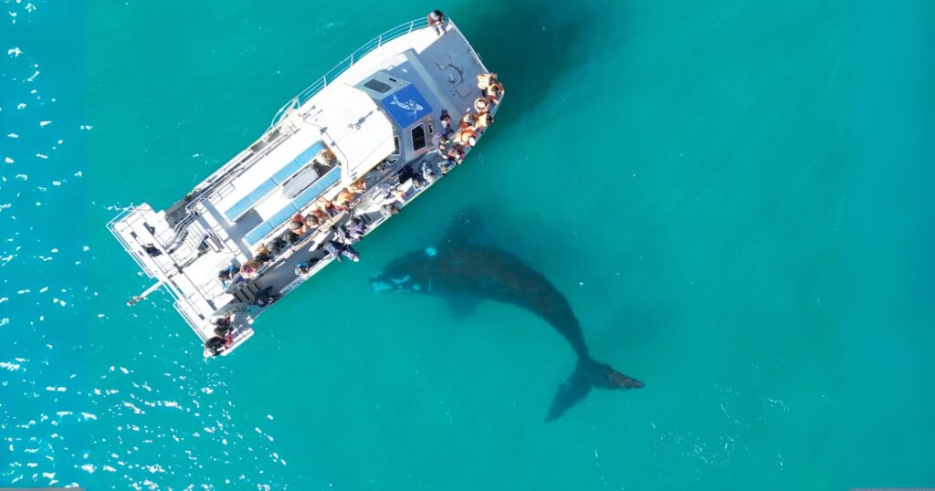 De boot van Marine Dynamics tijdens een marine safari bij Gansbaai in Zuid-Afrika.