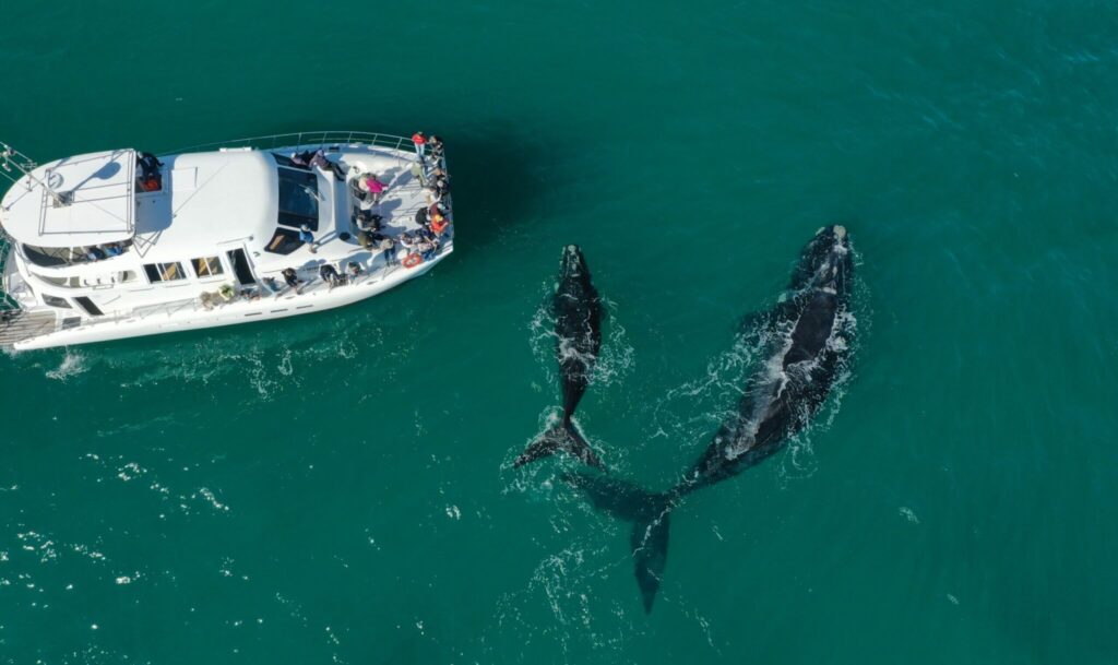 De catamaran van Southern Right Charters tijdens een walvisboottocht in Hermanus in Zuid-Afrika.