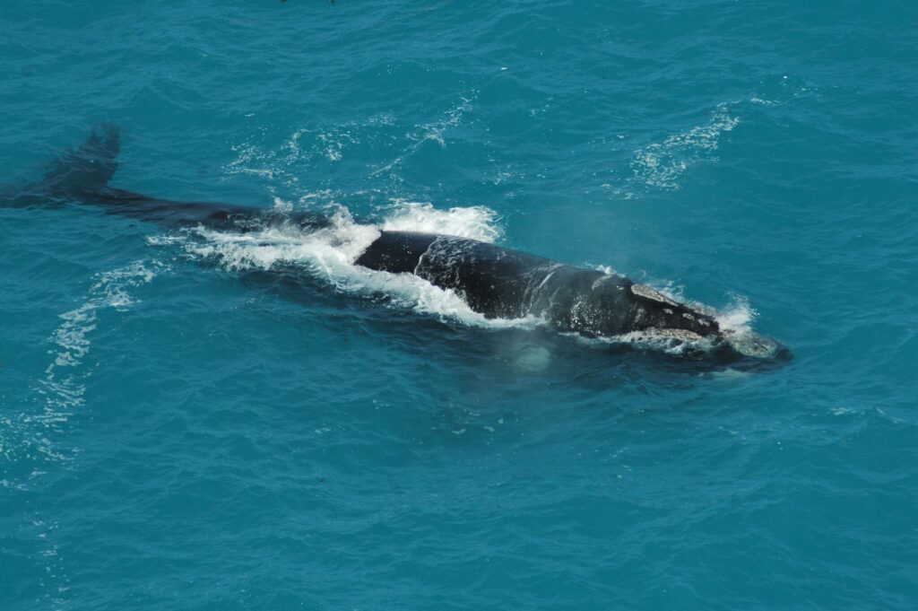Een Southern Right whale, ook wel zuidkaper genoemd, voor de kust van Hermanus in Zuid-Afrika.