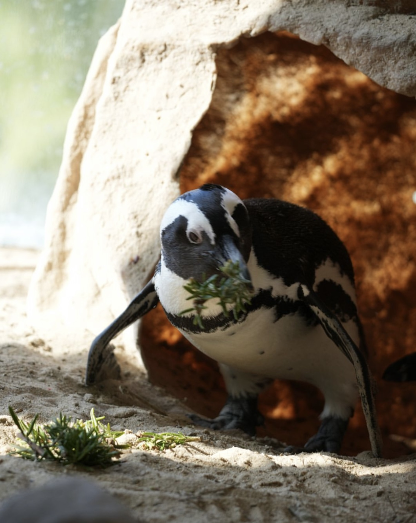 Afrikaanse pinguïn met takjes in zijn snavel voor de ingang van een nesthol.